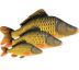 Darčeková ryba - Kapor šupináč (35-90cm) 35 cm