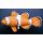 Darčeková ryba - Klaun / Nemo (32cm)