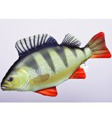 Darčeková ryba - Ostriež (50cm)