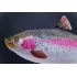 Darčeková ryba - Pstruh dúhový (62cm)