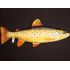 Darčeková ryba - Pstruh potočný (35-62cm)