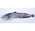 Darčeková ryba - Sumec (60-120cm) 62 cm