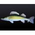 Darčeková ryba - Zubáč (50-110cm)