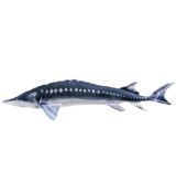 Darčeková ryba - Jeseter (120cm)