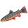 Darčeková ryba - Sivoň (35-62cm)
