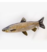 Darčeková ryba - Amur (40-105cm)