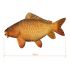 Darčeková ryba - Delphin CARPY (60cm)